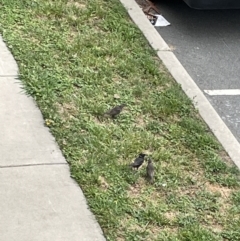 Sturnus vulgaris at Casey, ACT - 1 Jan 2023