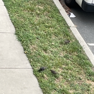 Sturnus vulgaris at Casey, ACT - 1 Jan 2023