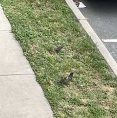 Sturnus vulgaris at Casey, ACT - 1 Jan 2023