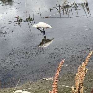 Platalea regia at Casey, ACT - 1 Jan 2023