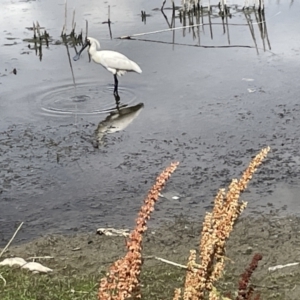 Platalea regia at Casey, ACT - 1 Jan 2023 03:38 PM