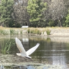 Platalea regia at Casey, ACT - 1 Jan 2023 03:38 PM