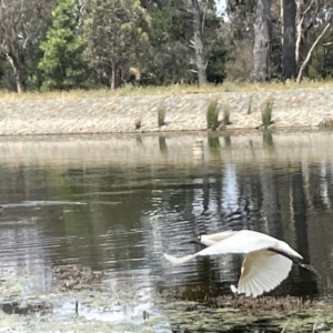 Platalea regia at Casey, ACT - 1 Jan 2023