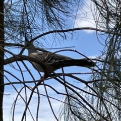 Ocyphaps lophotes (Crested Pigeon) at Casey, ACT - 1 Jan 2023 by Hejor1