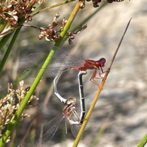 Xanthagrion erythroneurum at Casey, ACT - 1 Jan 2023