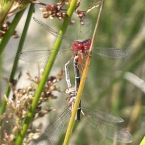 Xanthagrion erythroneurum at Casey, ACT - 1 Jan 2023