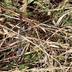 Xanthagrion erythroneurum at Casey, ACT - 1 Jan 2023