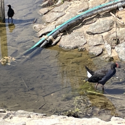 Porphyrio melanotus (Australasian Swamphen) at Casey, ACT - 1 Jan 2023 by Hejor1