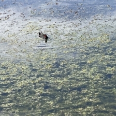 Gallinula tenebrosa at Casey, ACT - 1 Jan 2023