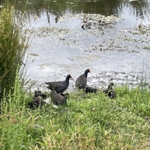 Gallinula tenebrosa at Casey, ACT - 1 Jan 2023