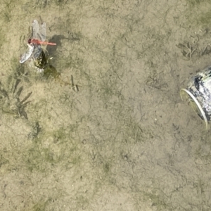 Diplacodes bipunctata at Casey, ACT - 1 Jan 2023