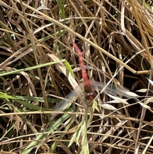 Diplacodes bipunctata at Casey, ACT - 1 Jan 2023