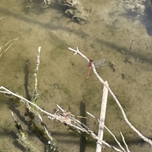 Diplacodes bipunctata at Casey, ACT - 1 Jan 2023