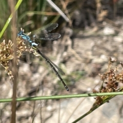 Austroagrion watsoni (Eastern Billabongfly) at Casey, ACT - 1 Jan 2023 by Hejor1