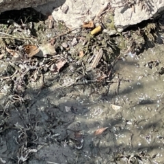 Junonia villida at Casey, ACT - 1 Jan 2023