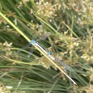 Austroagrion watsoni at Casey, ACT - 1 Jan 2023