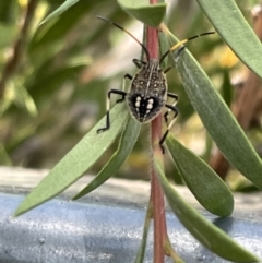 Theseus modestus (Gum tree shield bug) at Sullivans Creek, Lyneham - 3 Jan 2023 by Hejor1