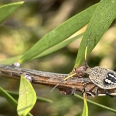 Theseus modestus at Lyneham, ACT - 3 Jan 2023