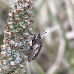 Dictyotus caenosus at Lyneham, ACT - 3 Jan 2023 04:14 PM