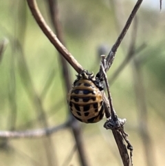Harmonia conformis (Common Spotted Ladybird) at Sullivans Creek, Lyneham South - 3 Jan 2023 by Hejor1