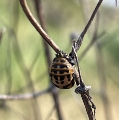 Harmonia conformis (Common Spotted Ladybird) at City Renewal Authority Area - 3 Jan 2023 by Hejor1