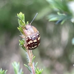 Paropsis pictipennis (Tea-tree button beetle) at Sullivans Creek, Lyneham South - 3 Jan 2023 by Hejor1