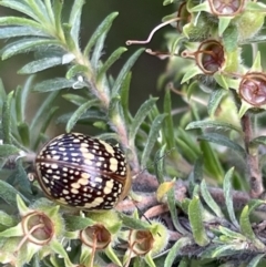 Paropsis pictipennis at Lyneham, ACT - 3 Jan 2023