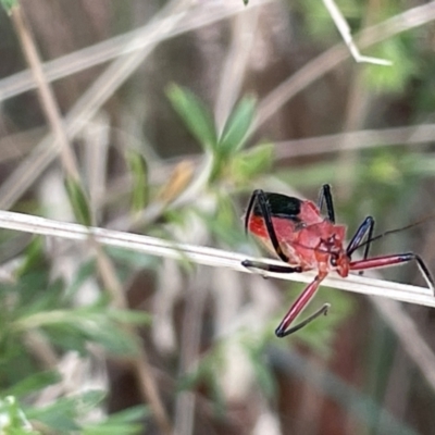 Gminatus australis (Orange assassin bug) at Lyneham Wetland - 3 Jan 2023 by Hejor1