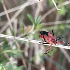 Gminatus australis (Orange assassin bug) at Sullivans Creek, Lyneham - 3 Jan 2023 by Hejor1