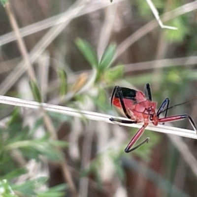 Gminatus australis (Orange assassin bug) at City Renewal Authority Area - 3 Jan 2023 by Hejor1