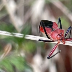 Gminatus australis at Lyneham, ACT - 3 Jan 2023