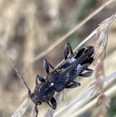 Phacodes personatus (Longhorn beetle) at Sullivans Creek, Lyneham South - 3 Jan 2023 by Hejor1