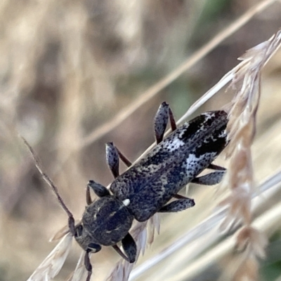Phacodes personatus (Longhorn beetle) at Sullivans Creek, Lyneham South - 3 Jan 2023 by Hejor1