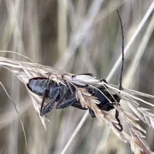 Phacodes personatus at Lyneham, ACT - 3 Jan 2023