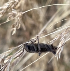 Phacodes personatus at Lyneham, ACT - 3 Jan 2023