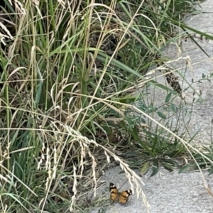 Heteronympha merope at Lyneham, ACT - 3 Jan 2023 03:29 PM