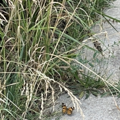 Heteronympha merope (Common Brown Butterfly) at Sullivans Creek, Lyneham South - 3 Jan 2023 by Hejor1