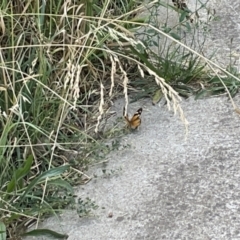 Heteronympha merope at Lyneham, ACT - 3 Jan 2023