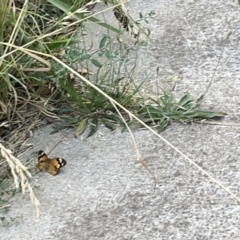 Heteronympha merope at Lyneham, ACT - 3 Jan 2023 03:29 PM