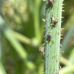 Aphididae (family) (Unidentified aphid) at Lyneham Wetland - 3 Jan 2023 by Hejor1