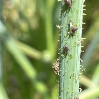 Aphididae (family) (Unidentified aphid) at Sullivans Creek, Lyneham South - 3 Jan 2023 by Hejor1