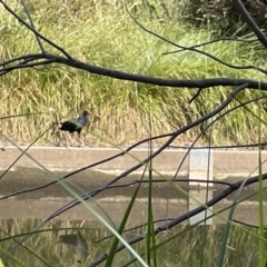 Porphyrio melanotus (Australasian Swamphen) at Sullivans Creek, Lyneham South - 3 Jan 2023 by Hejor1