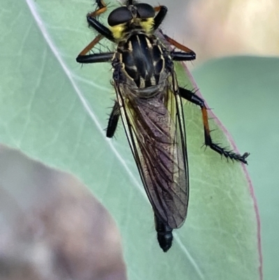 Zosteria rosevillensis (A robber fly) at Lyneham Wetland - 3 Jan 2023 by Hejor1