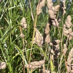 Dactylis glomerata (Cocksfoot) at Lyneham, ACT - 3 Jan 2023 by Hejor1