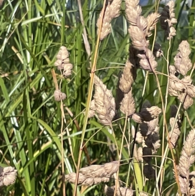 Dactylis glomerata (Cocksfoot) at Sullivans Creek, Lyneham South - 3 Jan 2023 by Hejor1