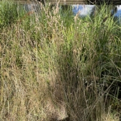 Dactylis glomerata at Lyneham, ACT - 3 Jan 2023