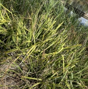 Lomandra longifolia at Lyneham, ACT - 3 Jan 2023 04:35 PM