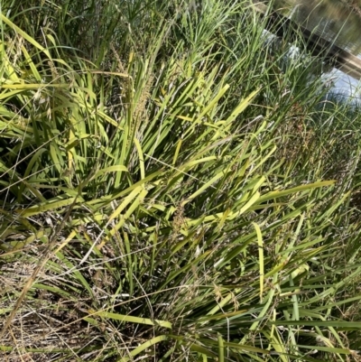 Lomandra longifolia (Spiny-headed Mat-rush, Honey Reed) at Lyneham Wetland - 3 Jan 2023 by Hejor1
