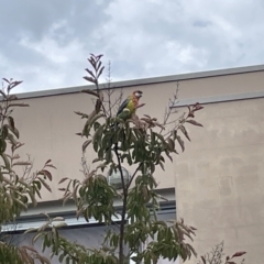 Platycercus eximius at Braddon, ACT - 31 Dec 2022 11:29 AM