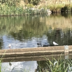 Chroicocephalus novaehollandiae (Silver Gull) at Sullivans Creek, Lyneham South - 3 Jan 2023 by Hejor1